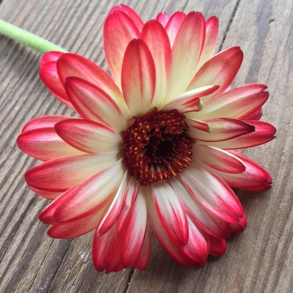 Meet your Posher, Juli - Picture 1 of 1